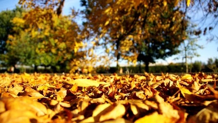 Autumn-Leaf-dry-داستان کوتاه انگلیسی پاییز