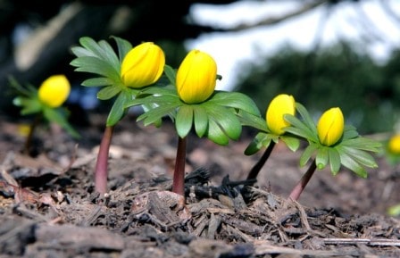 Spring-flower-yellow-داستان کوتاه انگلیسی بهار