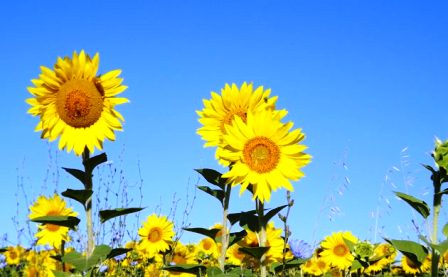 Summer-sunflower-face-داستان کوتاه انگلیسی تابستان
