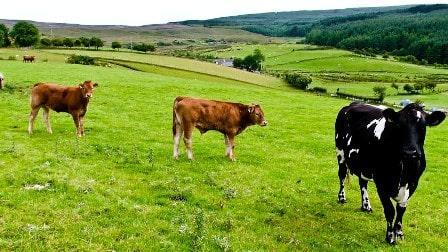 The Farm-cow- داستان کوتاه انگلیسی مزرعه
