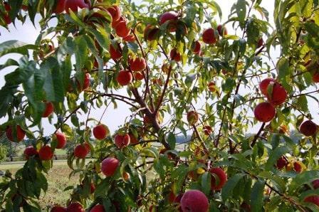The Peach Orchard-fruit-حکایت انگلیسی باغ هلو