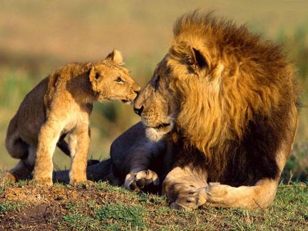 Wild Animals-lion-داستان کوتاه انگلیسی حیوانات وحشی