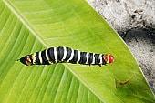 caterpillar :: caterpillar