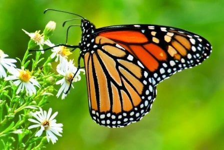 flower-Beauty-butterfly-در جستجوی زیبایی