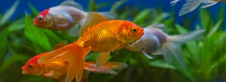 red-Fish-Talk