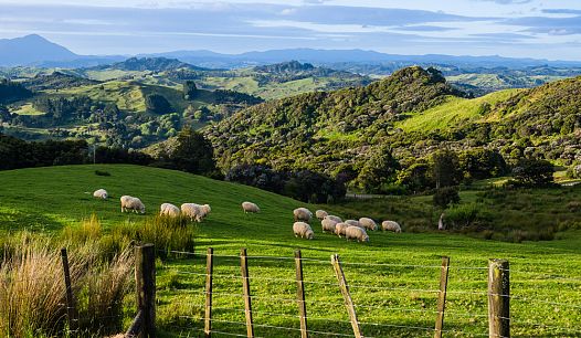 New Zealand-farm-animals-نیوزلند