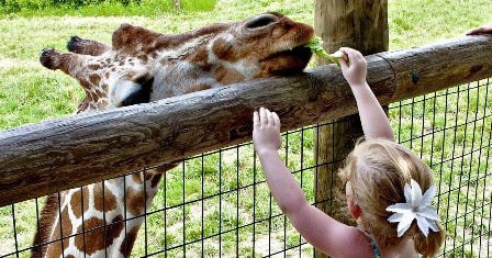 Zoo-feeding-giraffe-kid-داستان کوتاه انگلیسی باغ وحش
