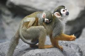monkey-clinging-mother- back داستان کوتاه انگلیسی باغ وحش