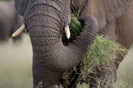 trunk elephant-animal