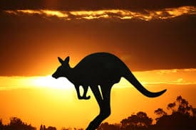 Australian-Kangaroo- wild