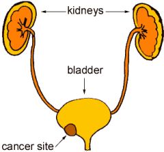 bladder