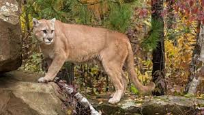 Cougar-jungle-animal