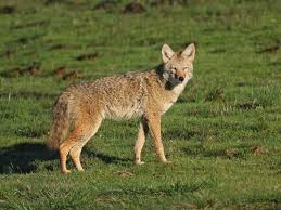 Coyote-jungle-animal آموزش حیوانات وحشی به انگلیسی