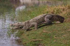Crocodile-Zoo Animals