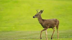 Deer-jungle-animal
