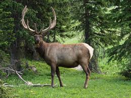 Elk-wild-animal
