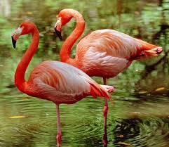 Flamingo-Zoo Animals