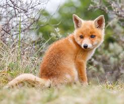 Fox-wild-animalآموزش حیوانات وحشی به انگلیسی