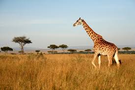 Giraffe-Zoo Animals