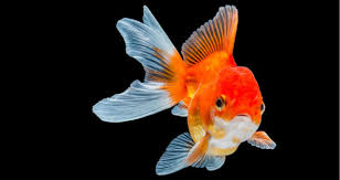 Goldfish-Fish-sea