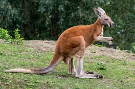 Kangaroo-Zoo Animals