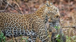 Leopard-Zoo Animals