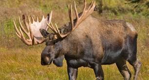 Moose-wild-animal
