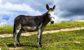 Mule-animal-donkey آموزش حیوانات اهلی به انگلیسی