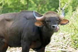 Ox-farm-cow آموزش حیوانات اهلی به انگلیسی