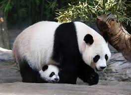 Panda-Zoo Animals