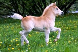 Pony-little-horse آموزش حیوانات اهلی به انگلیسی