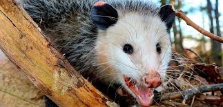 Possum-Wild -Animalsآموزش حیوانات وحشی به انگلیسی