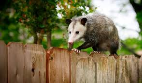 Possum-wild-animal