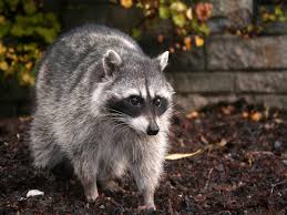Raccoon-wild-animal
