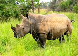 Rhinoceros-Zoo Animals