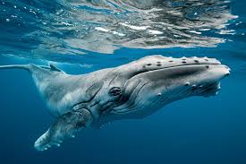 Whale-wild-animal آموزش حیوانات وحشی به انگلیسی