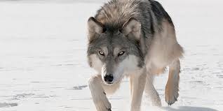 Wolf-wild-animal