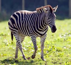 Zebra-Zoo Animals