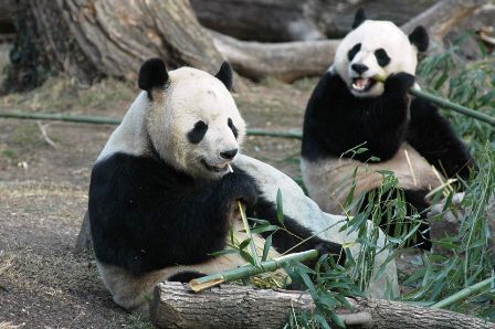 giant-pandas-enjoy-zoo