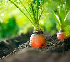 carrot-garden-life
