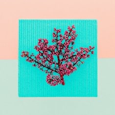 plant-spring-branch